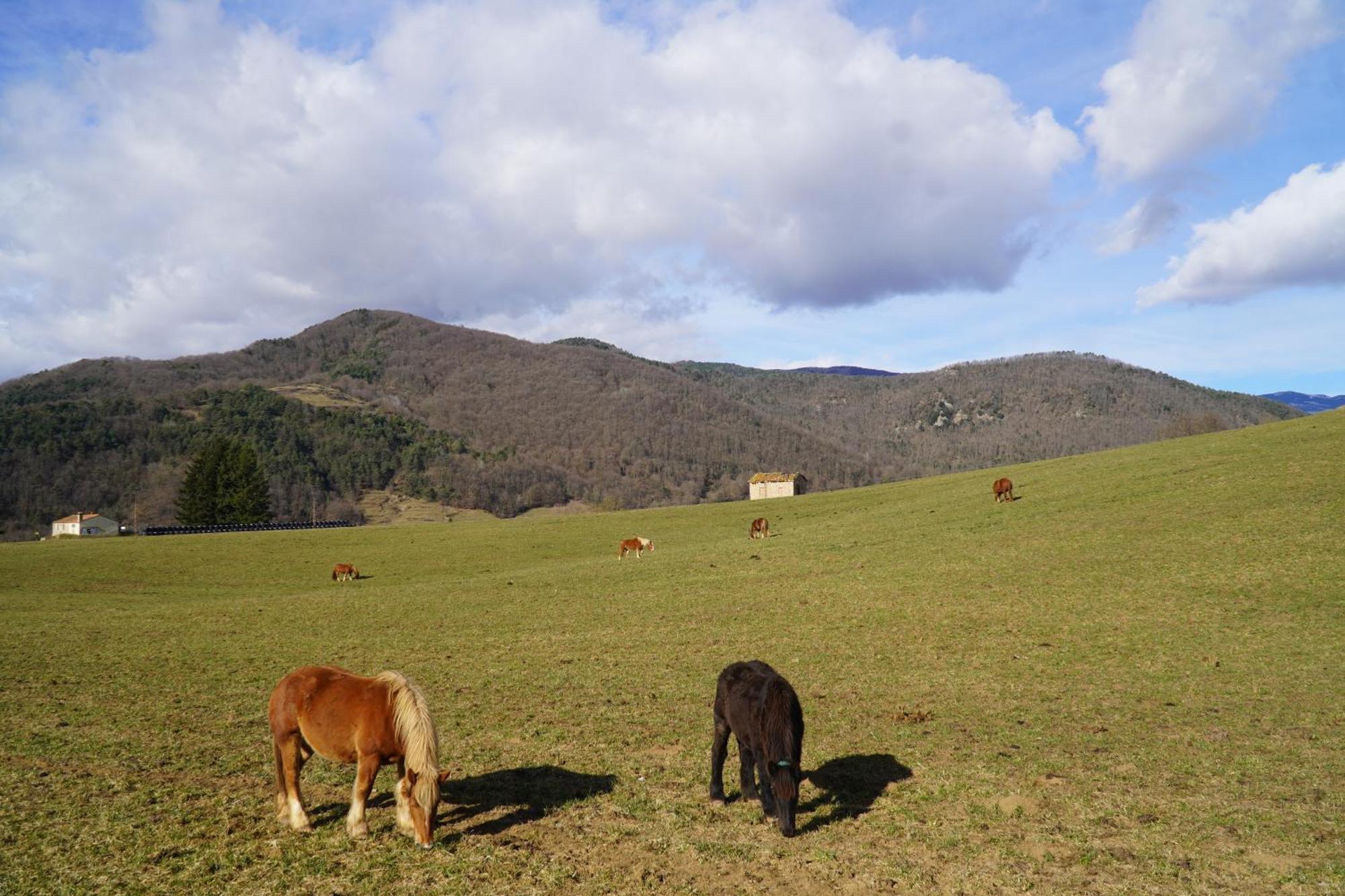 Cal Harrys - La Mejor Casa De Vacaciones En Pyrenees Con Vistas A La Montana Sant Pau de Seguries Dış mekan fotoğraf